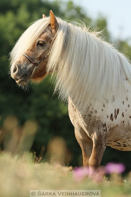Minihorse