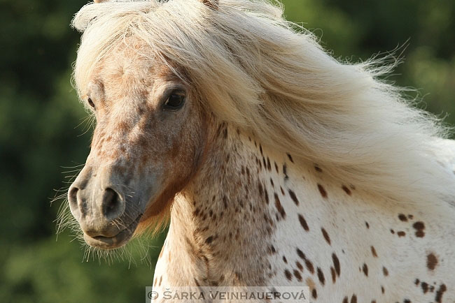 Minihorse