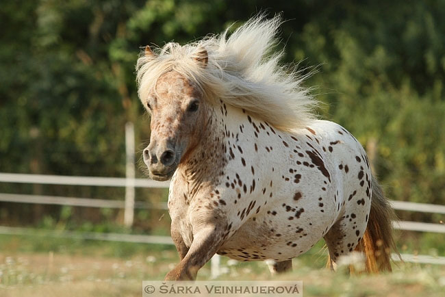 Minihorse