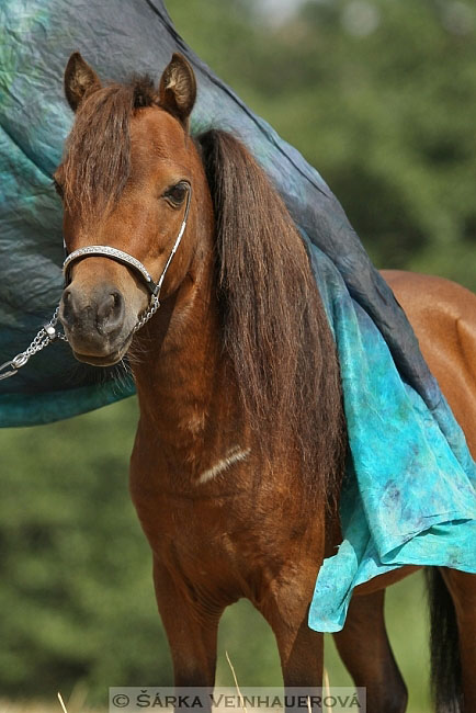 Minihorse
