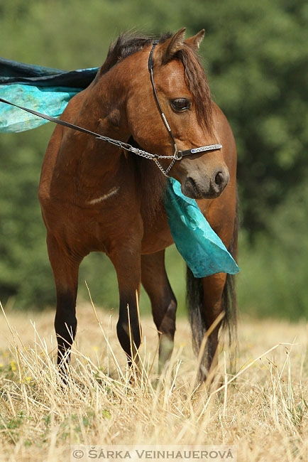 Minihorse