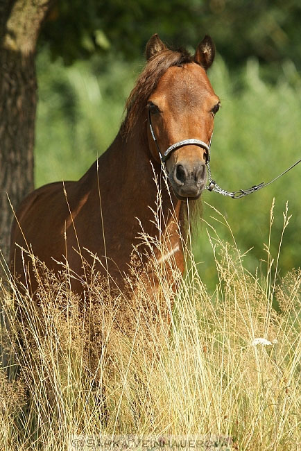 Minihorse