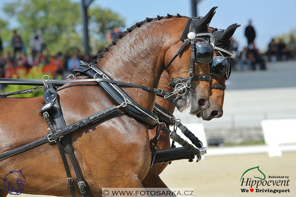 MS 2 Lipica 2017 - drezury