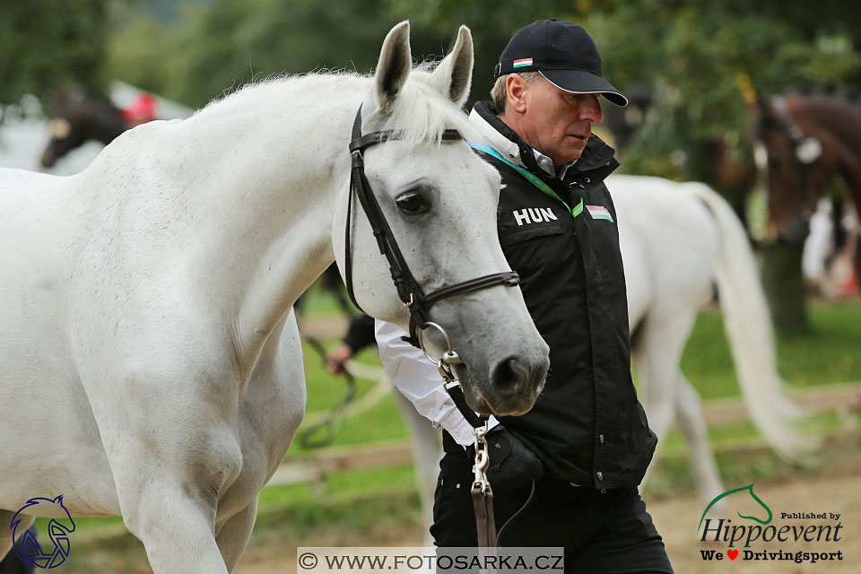 MS 2 Lipica 2017 - kondičky