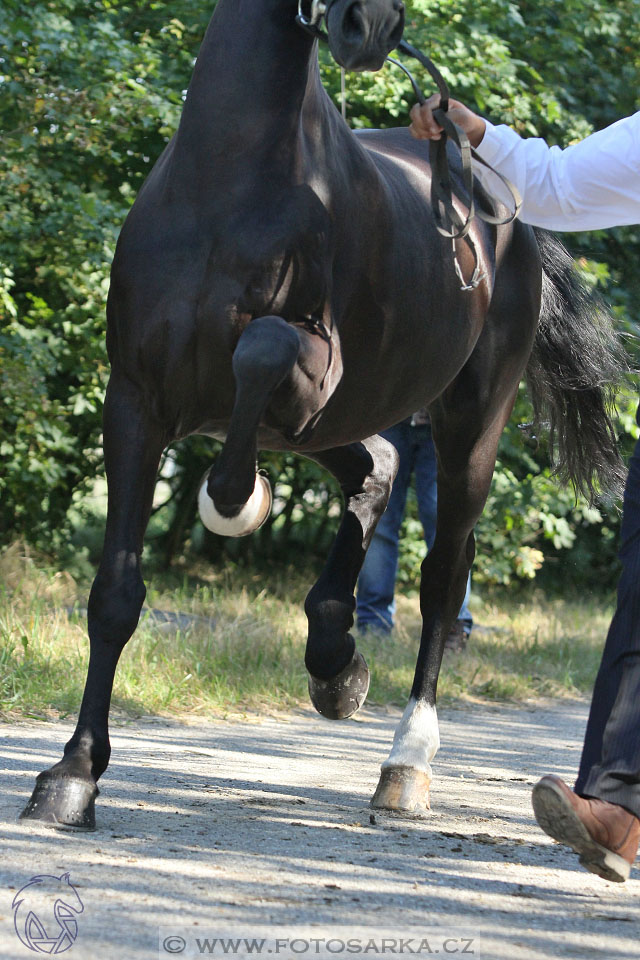 MS Breda 2016