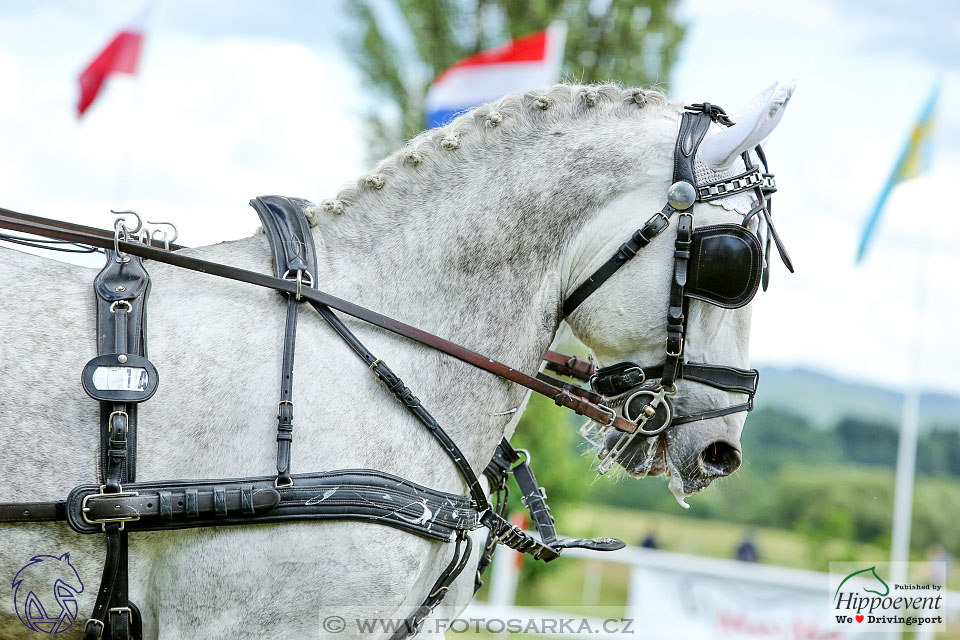 Nebanice 2017 - drezury