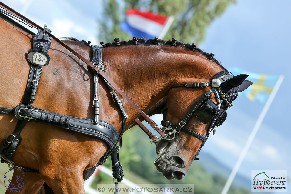 Nebanice 2017 - drezury