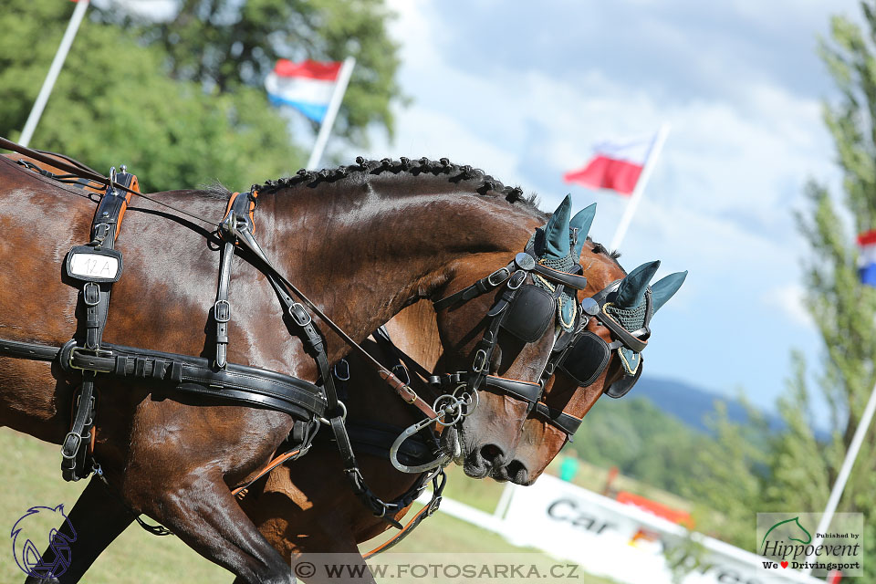 Nebanice 2017 - drezury