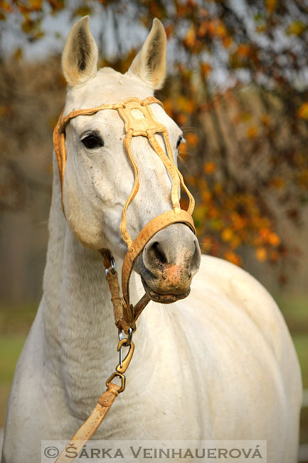 Polo pony