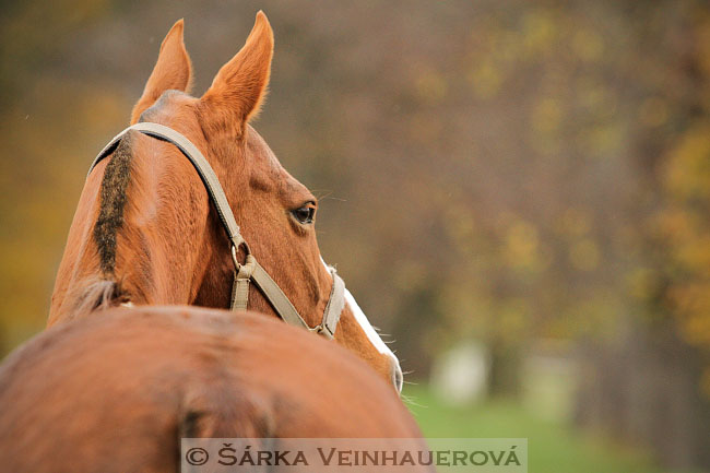 Polo pony