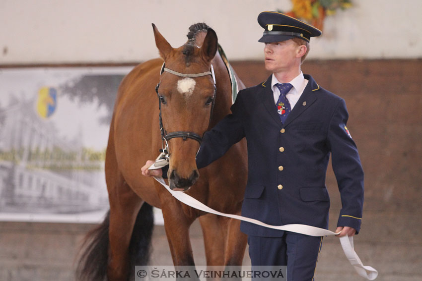 Přehlídka plemenných hřebců