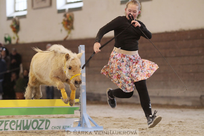 Přehlídka plemenných hřebců