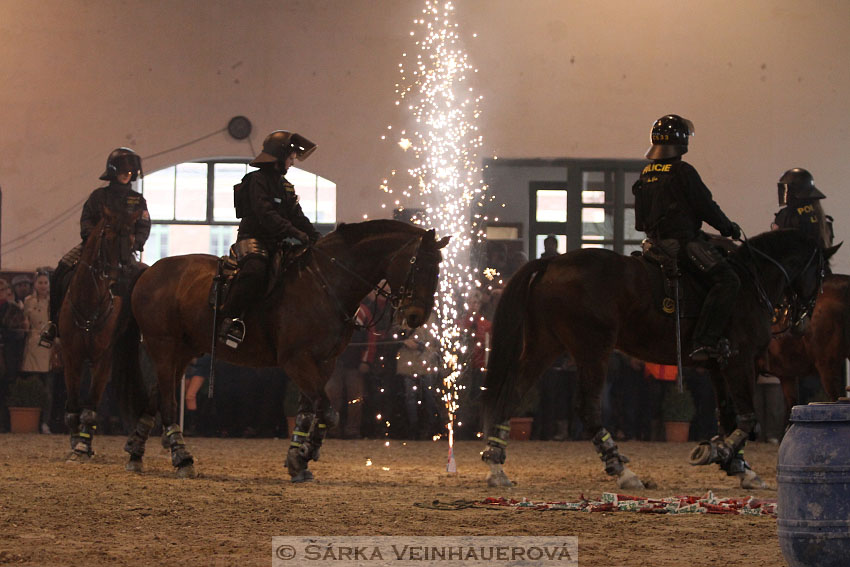 Přehlídka plemenných hřebců