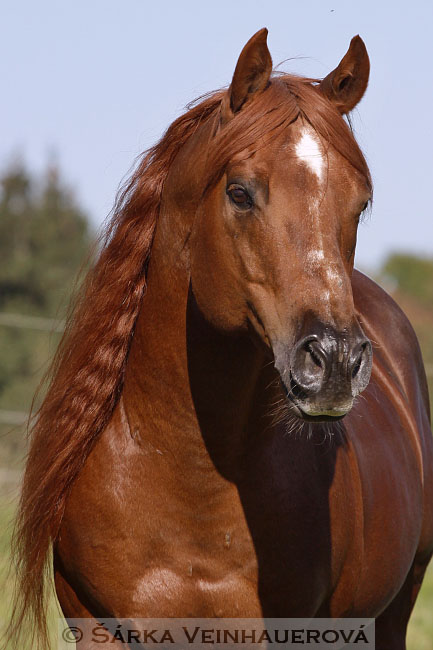 Quarter Horse - Rocky Magic Legacy