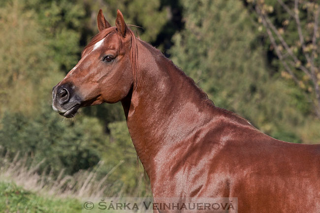 Quarter Horse - Rocky Magic Legacy