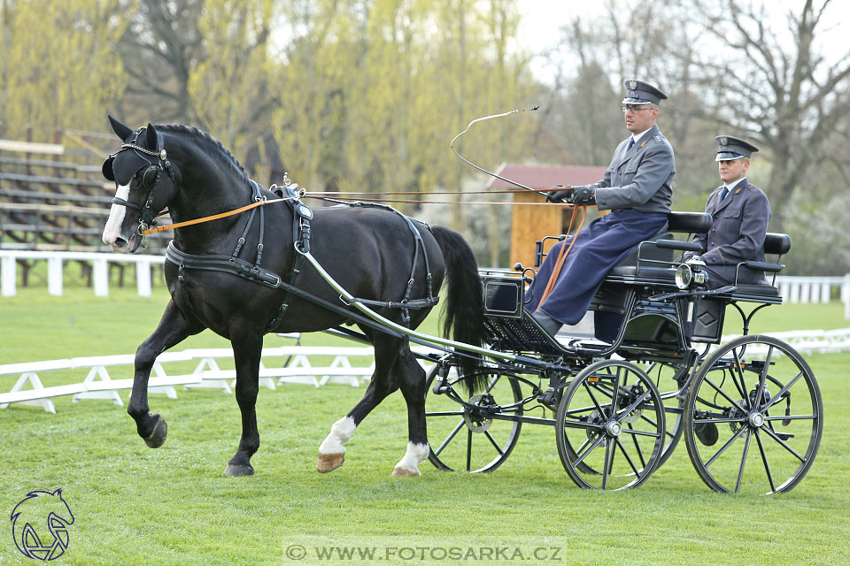 Rudolfův pohár 2017 - drezura čtvrtek