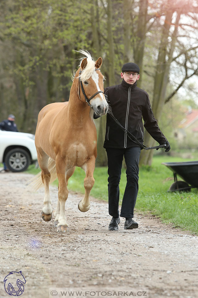 Rudolfův pohár 2017 - veterinární kontrola