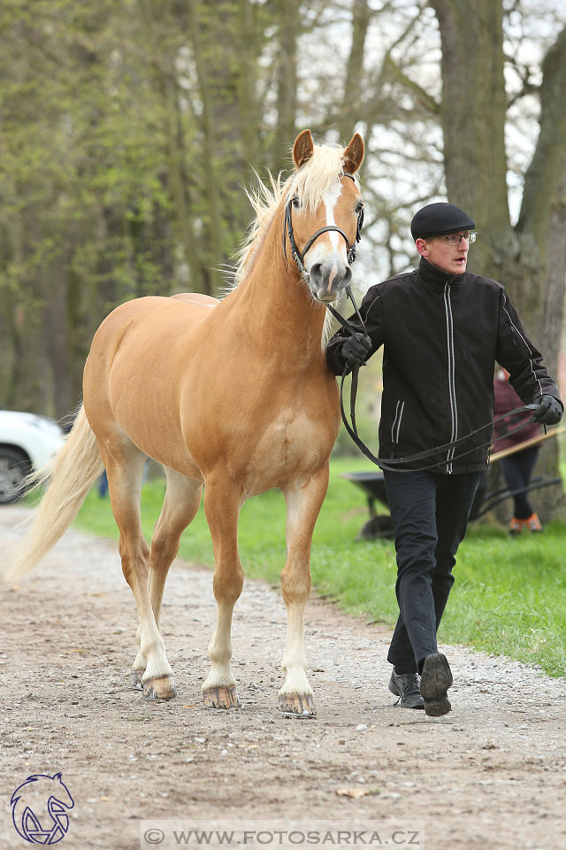 Rudolfův pohár 2017 - veterinární kontrola