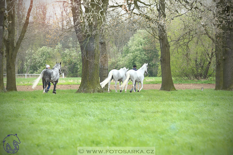 Rudolfův pohár 2017 - veterinární kontrola