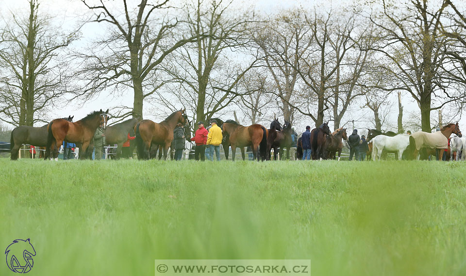 Rudolfův pohár 2017 - veterinární kontrola