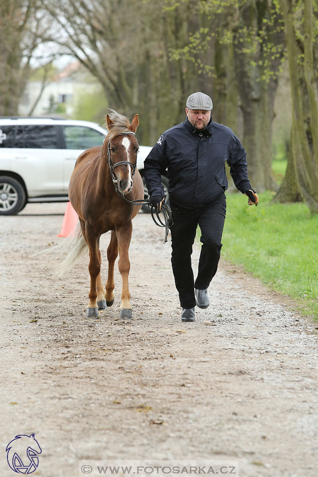 Rudolfův pohár 2017 - veterinární kontrola