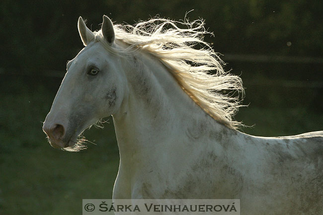 Starokladrubský bělouš