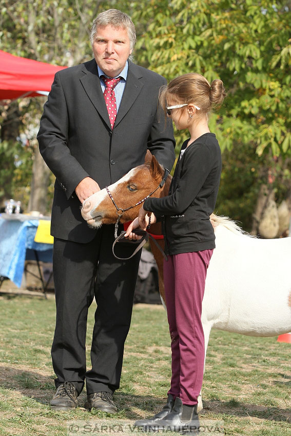 Výstava minihorse 