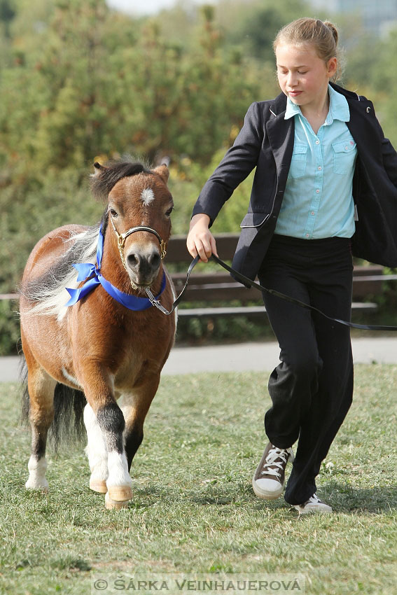 Výstava minihorse 