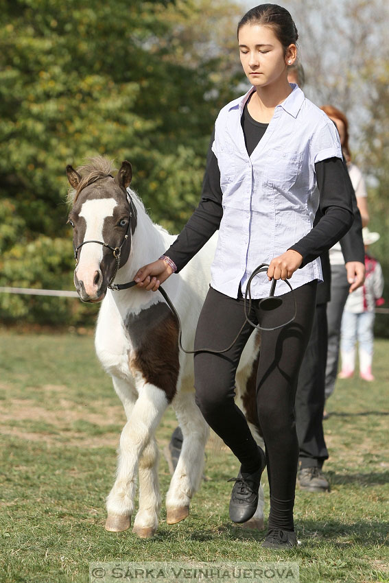 Výstava minihorse 