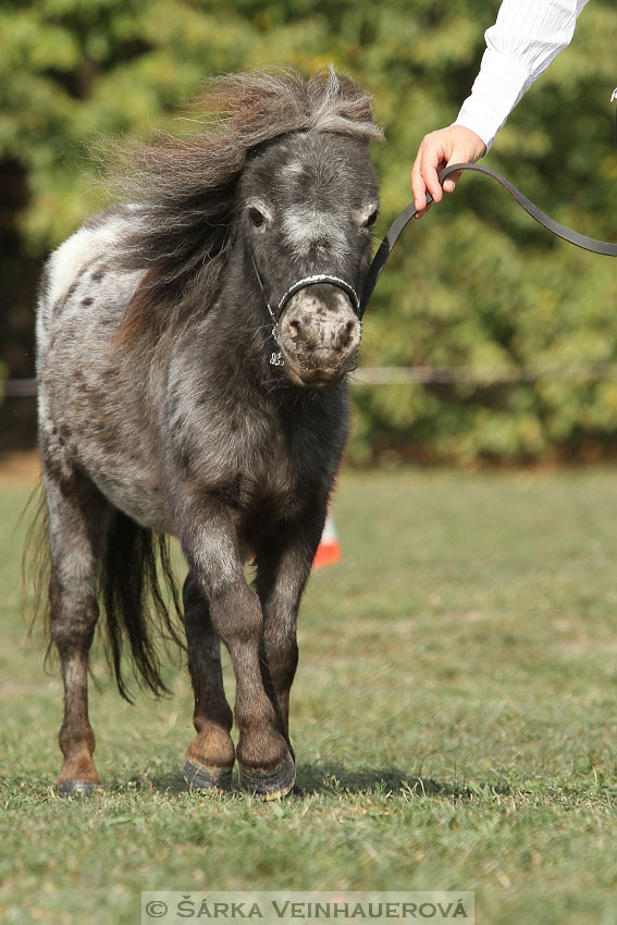 Výstava minihorse 