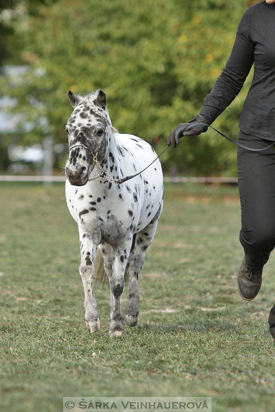 Výstava minihorse 