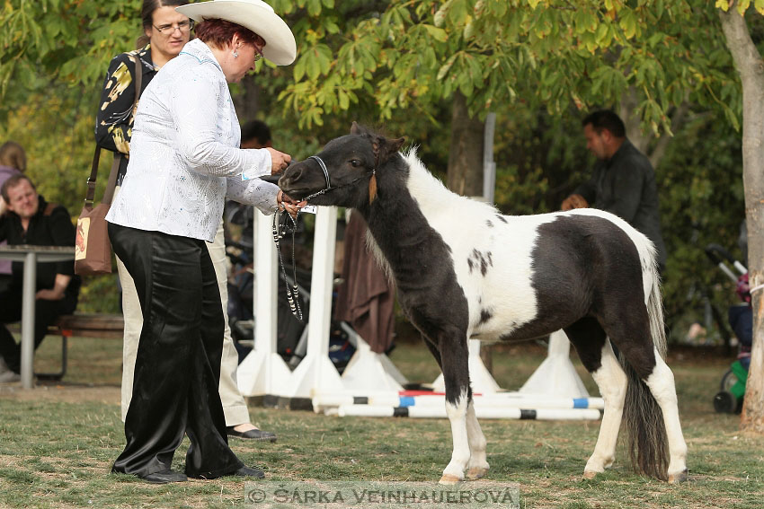 Výstava minihorse 