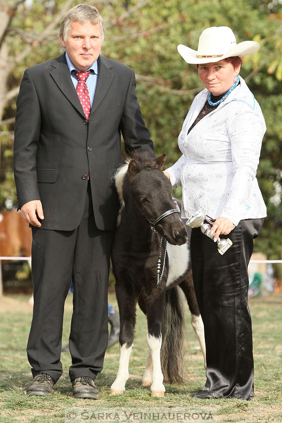 Výstava minihorse 