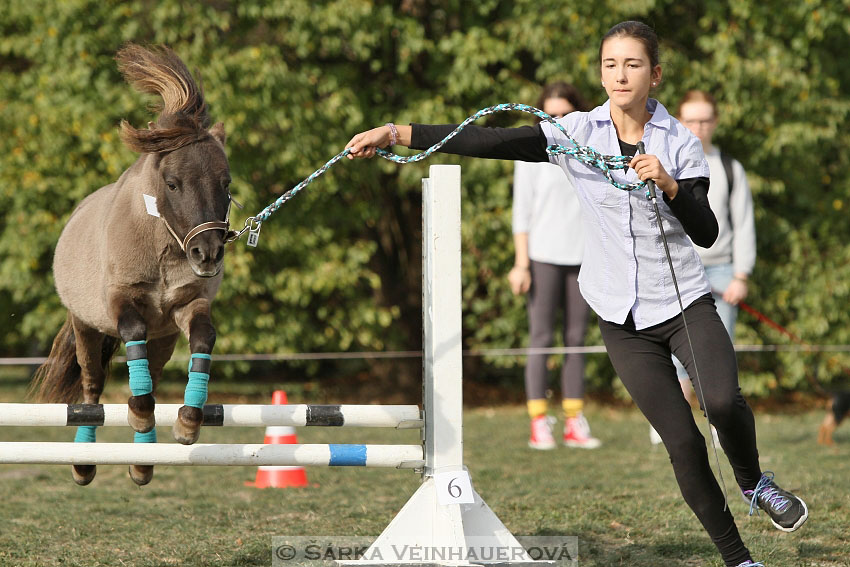 Výstava minihorse 