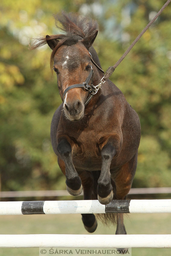 Výstava minihorse 
