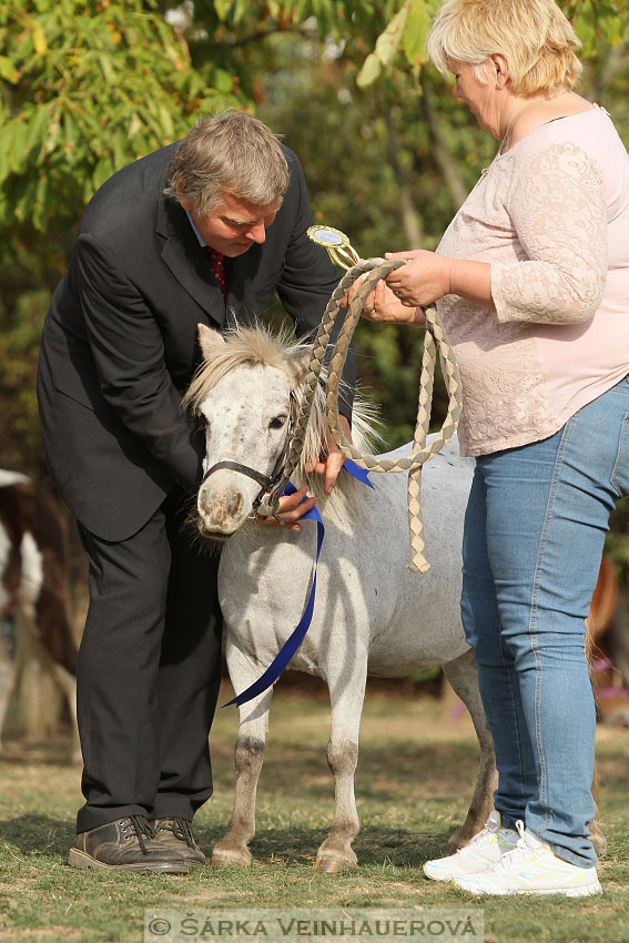 Výstava minihorse 