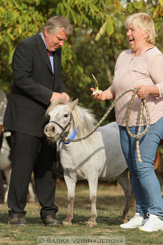 Výstava minihorse 
