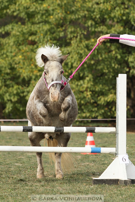 Výstava minihorse 