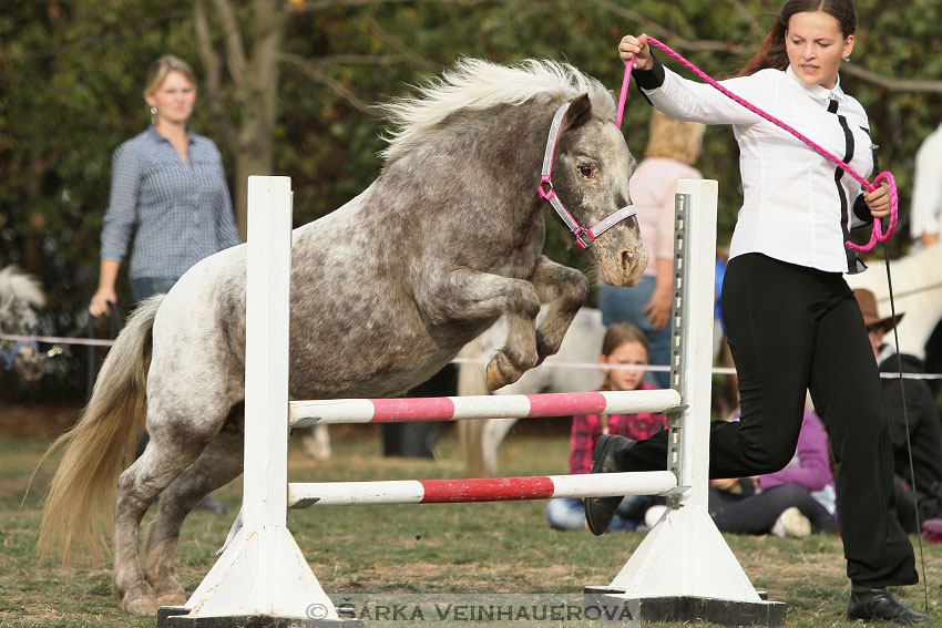 Výstava minihorse 