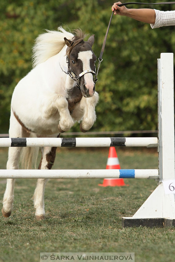 Výstava minihorse 