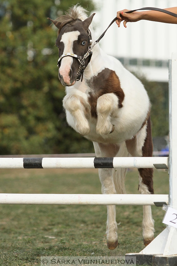 Výstava minihorse 