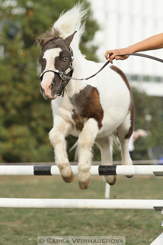 Výstava minihorse 