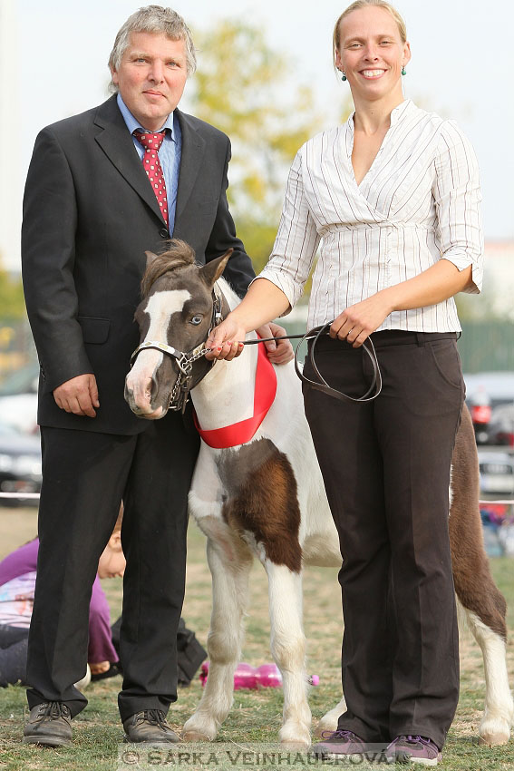 Výstava minihorse 