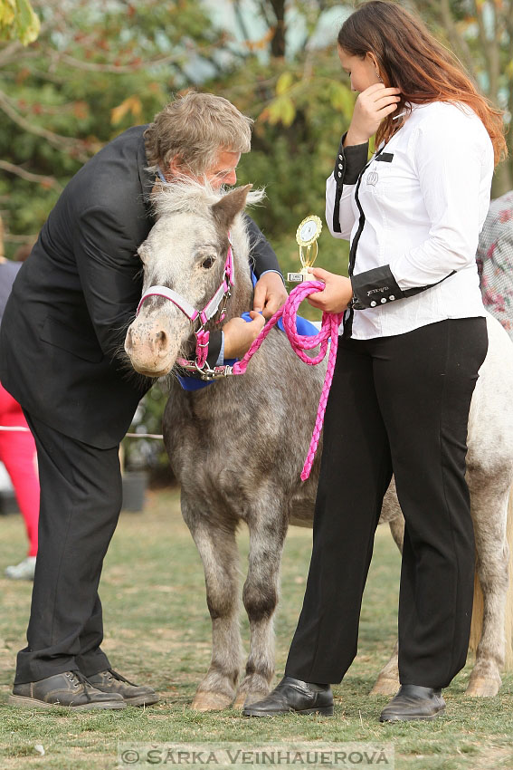 Výstava minihorse 