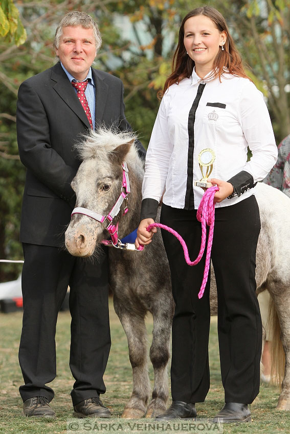 Výstava minihorse 