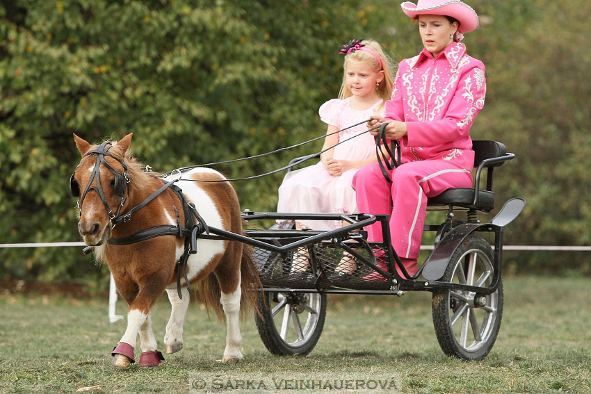 Výstava minihorse 