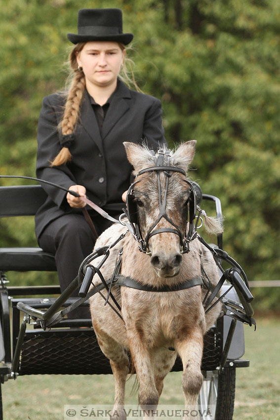 Výstava minihorse 