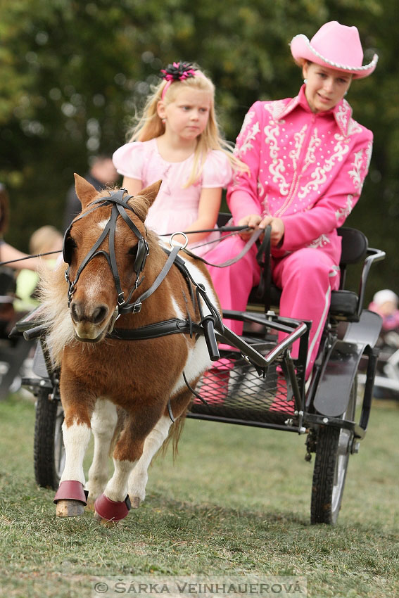 Výstava minihorse 