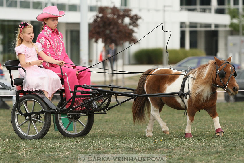 Výstava minihorse 