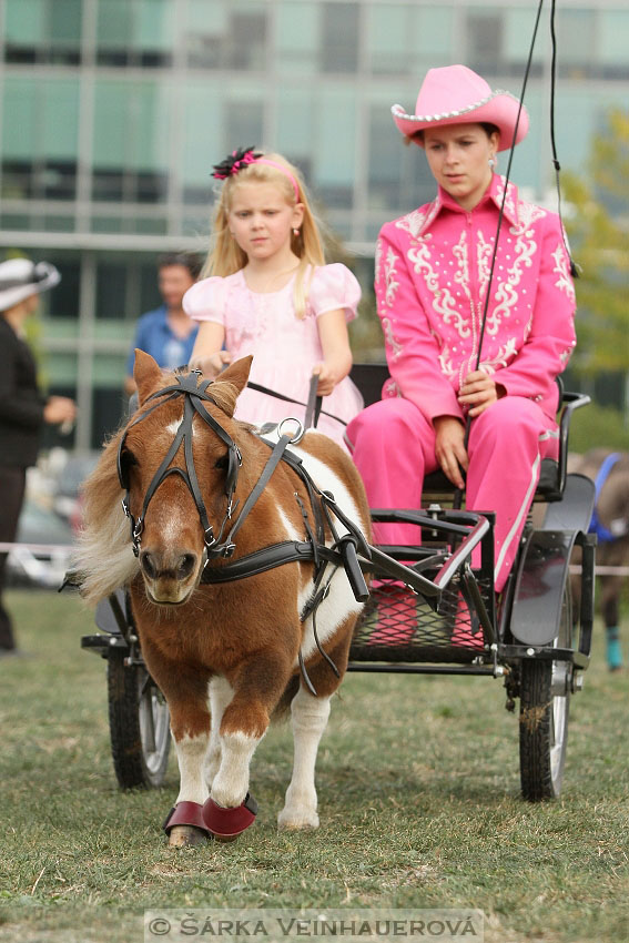 Výstava minihorse 
